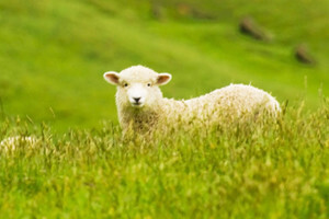 Hranidba ovaca