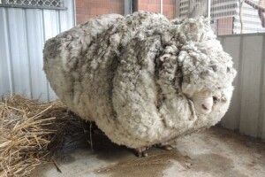Sa izgubljene merino ovce skinuli 42 kg vune!