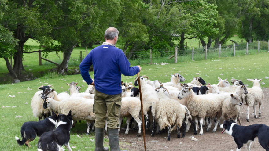 Mujaga Žunić: Isplati se baviti ovčarstvom, pogotovo ko je mlad i sposoban