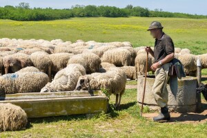 Uhićen stočar: Pucao na susjeda koji se požalio zbog njegovih životinja