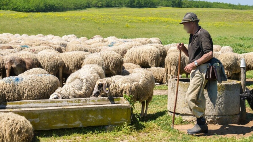 Uhapšen stočar: Pucao na komšiju koji se požalio zbog njegovih životinja