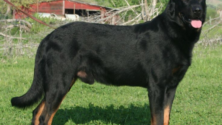 Boseron: ovčar sa crvenim šapama