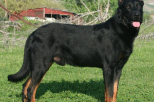 Boseron: ovčar sa crvenim šapama