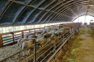 U Obrovcu svaki proces na farmi ovaca kontrolišu putem softvera