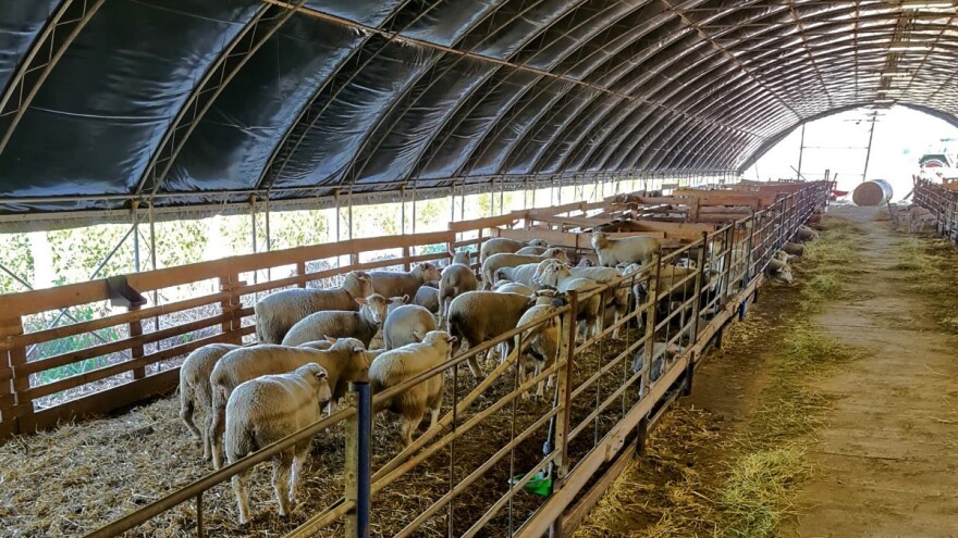 U Obrovcu svaki proces na farmi ovaca kontrolišu putem softvera