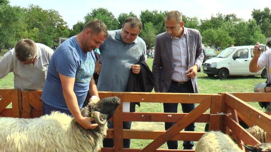 Pihler: Više pažnje i novca usmeriti na autohtone rase ovaca