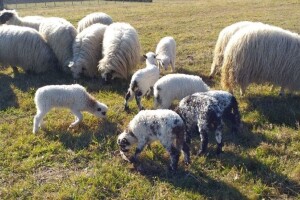 Kome prodati janjce? Samo u Lici, Zagori i Gorskom kotaru ih ima 100.000