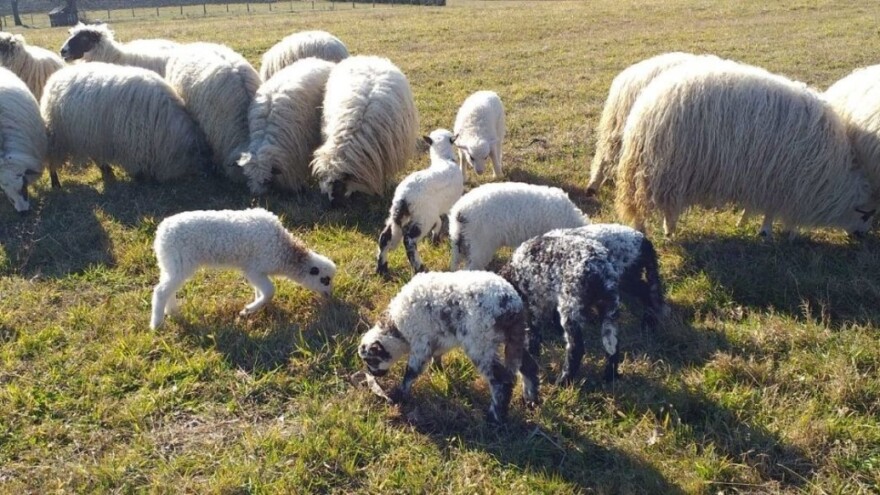 Kome prodati janjce? Samo u Lici, Zagori i Gorskom kotaru ih ima 100.000
