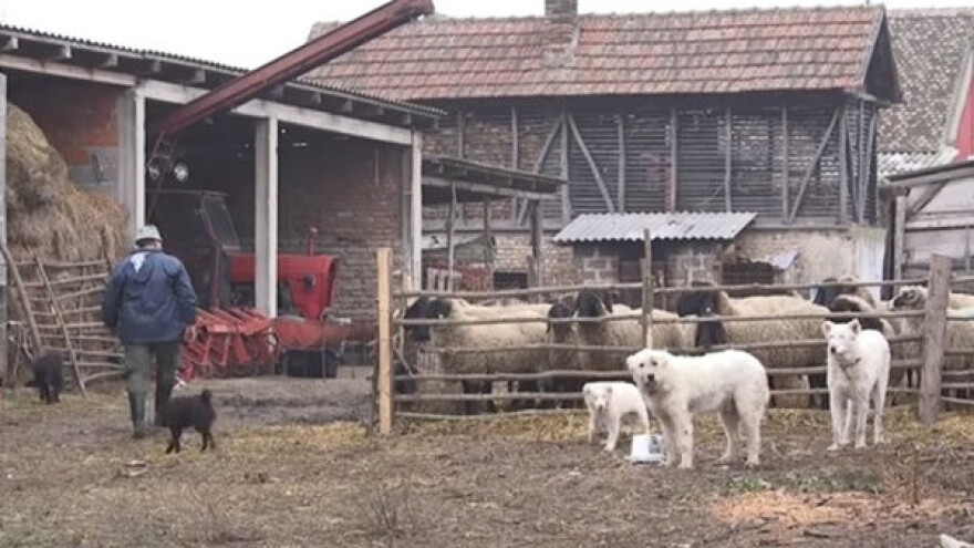 Ovčarstvo - od hobija do ozbiljne proizvodnje