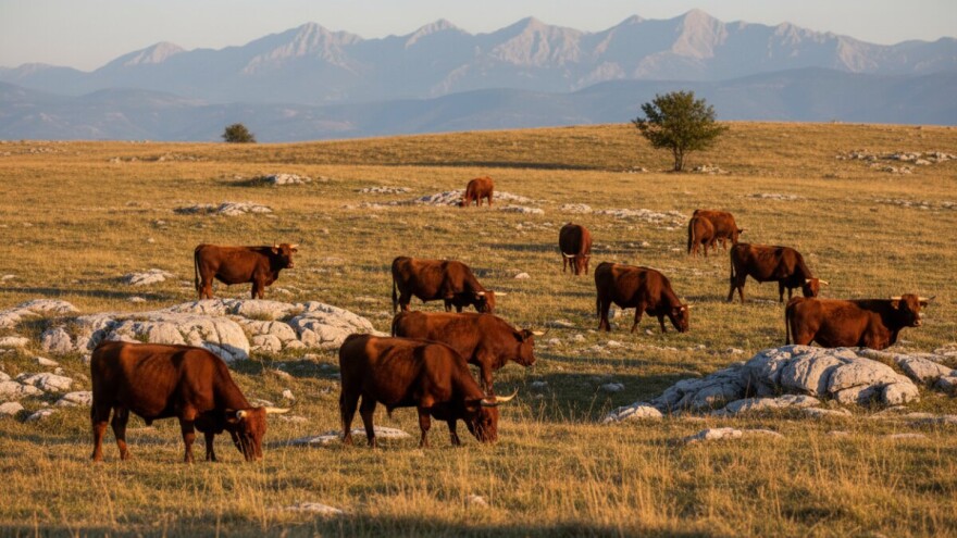 Ovčarstvo zamijenio isplativijim govedima
