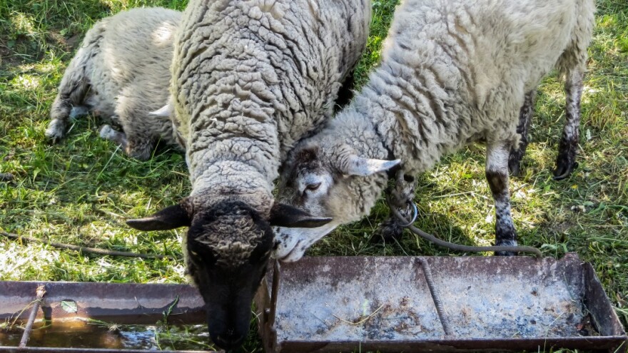 Ljeti je ovcama potrebno oko sedam litara vode dnevno i više svježe hrane