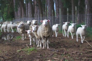 Kako povećati plodnost ovaca