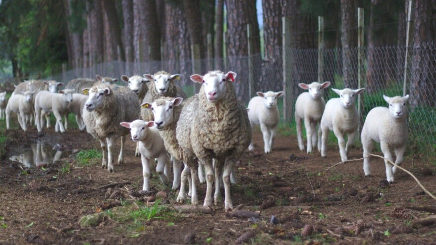 Kako povećati plodnost ovaca