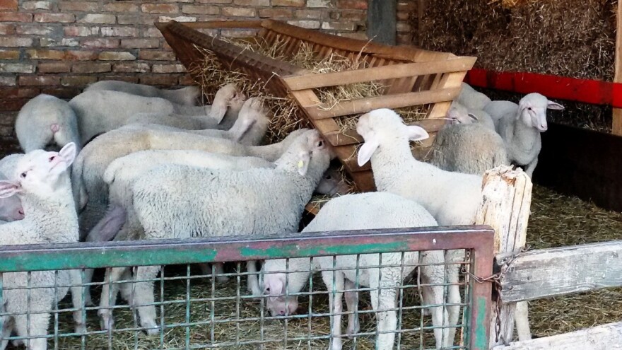 Novo poskupljenje jagnjadi