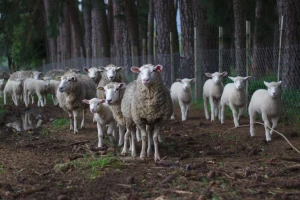 Kako povećati plodnost ovaca