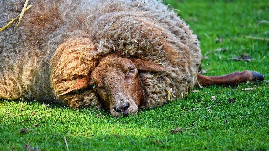 Dvostruki kumovi zaratili: Mirko Darku ubio dva psa, a sada otrovao i ovce?