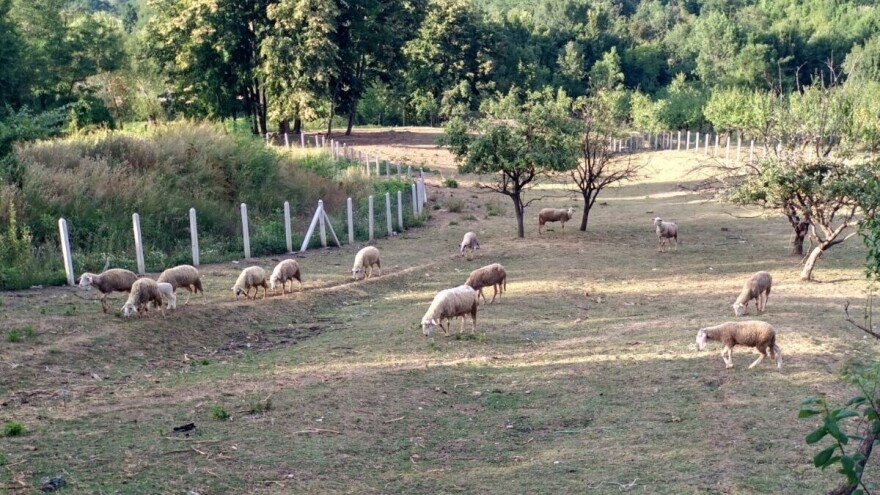 Država će u naredne tri godine ulagati u zadruge u 100 sela