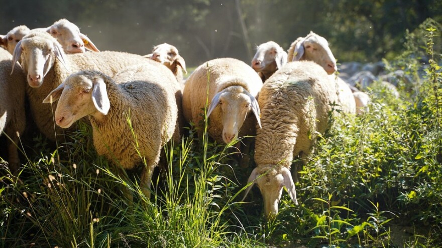 Voja Vozarević ovce čuva već 50 godina