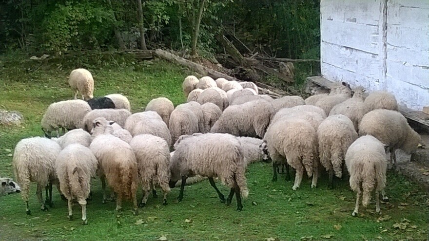 Janjetina ličke pramenke uskoro na meniju u Belgiji i Francuskoj