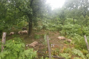 Nevreme u Srbiji: Stado ovaca ostalo mrtvo nakon udara groma