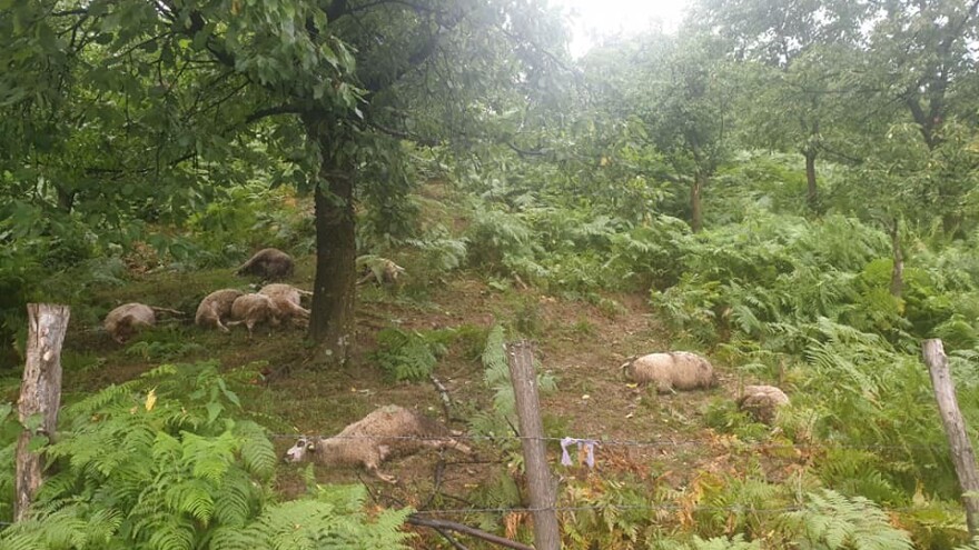Nevreme u Srbiji: Stado ovaca ostalo mrtvo nakon udara groma