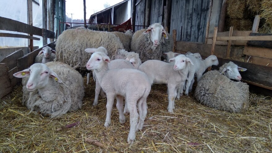 Valjevo: Pad broja stoke, povoljni uslovi jedino za ovčarstvo