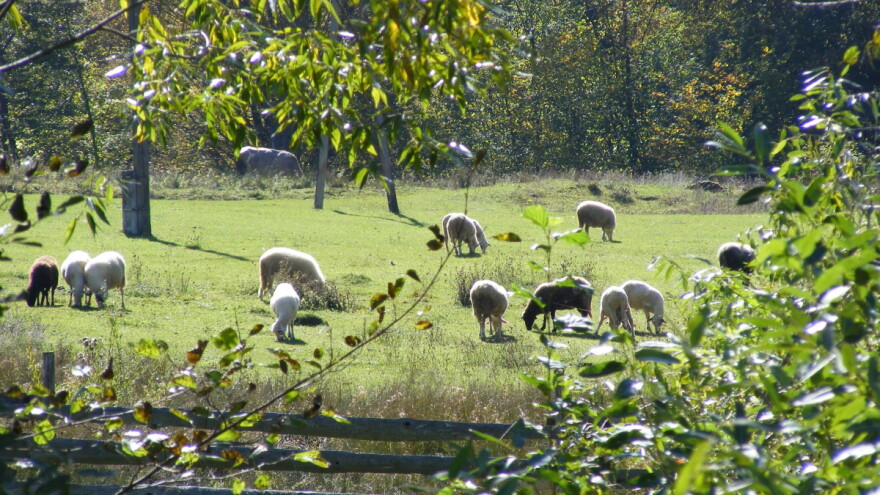 Ovce u rogatičkom kraju - zbog bolesti u osam godina nestalo 8.500 ovaca