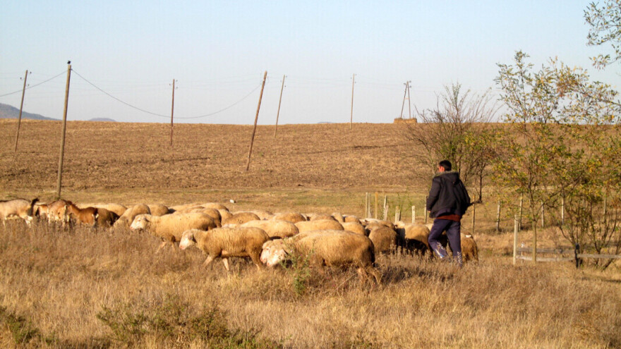 Organizacija zimskog jagnjenja ovaca