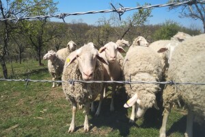 Briga o ovcama ni za kakve pare, "džaba" i besplatna ispaša