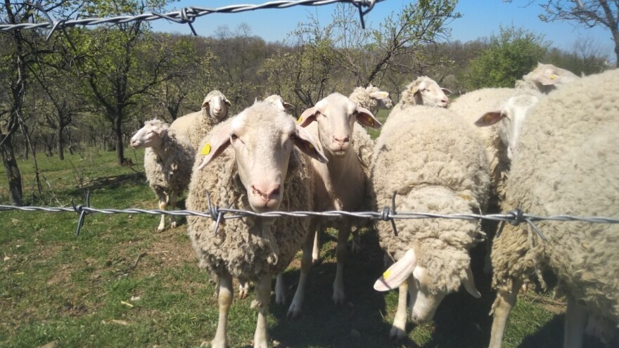 Krenulo podnošenje zahtjeva za potpore unaprjeđenja uzgoja ovaca, koza i peradi