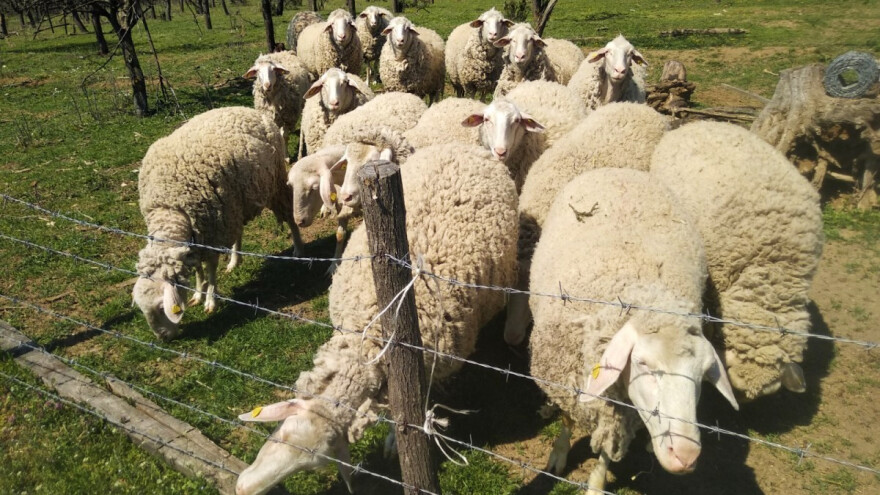 Isplati li se puštati ovce u voćnjak?