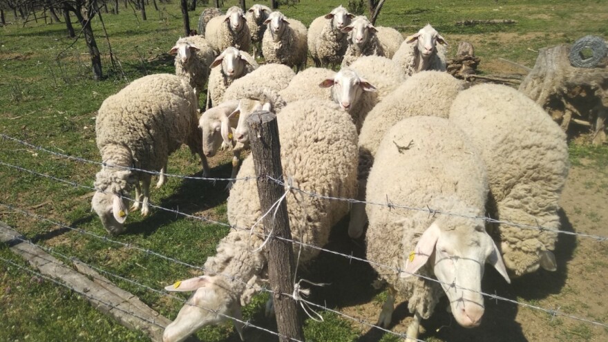 Isplati li se puštati ovce u voćnjak?