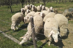 Isplati li se puštati ovce u voćnjak?