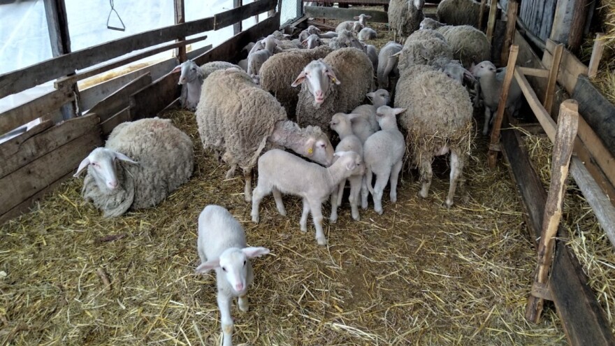 Cena jagnjadi niska, ali broj umatičenih grla se povećava