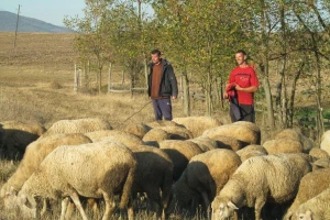 Remont stada u ovčarskoj proizvodnji