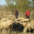Remont stada u ovčarskoj proizvodnji