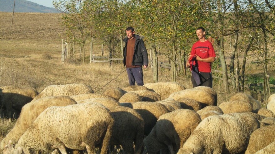 Remont stada u ovčarskoj proizvodnji