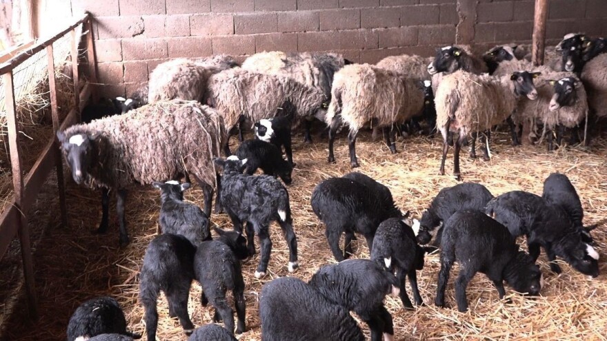 Ovca ojagnjila šestorke - retko, ali ne i neočekivano!