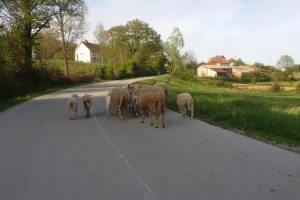 Nepoznati počinilac golfom usmrtio 17 ovaca na putu