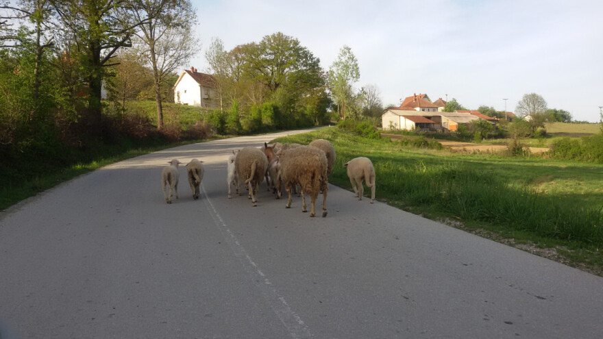 Nepoznati počinilac golfom usmrtio 17 ovaca na putu