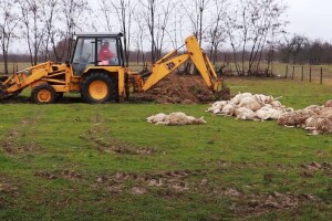 Otrkiven uzrok smrti ovaca na porodičnom imanju u Ćosetima