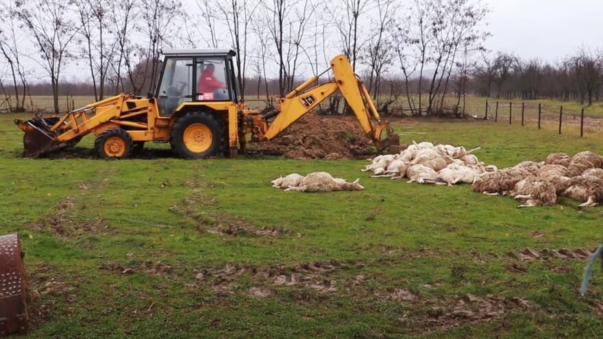 Otrkiven uzrok smrti ovaca na porodičnom imanju u Ćosetima