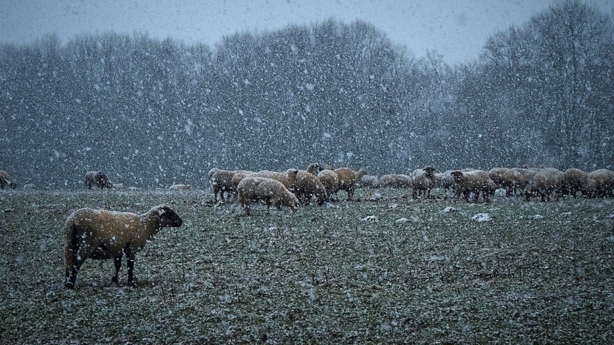 Ledeni dani od nedelje