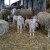 Potvrđena bruceloza kod 70 grla stoke u Nevesinju