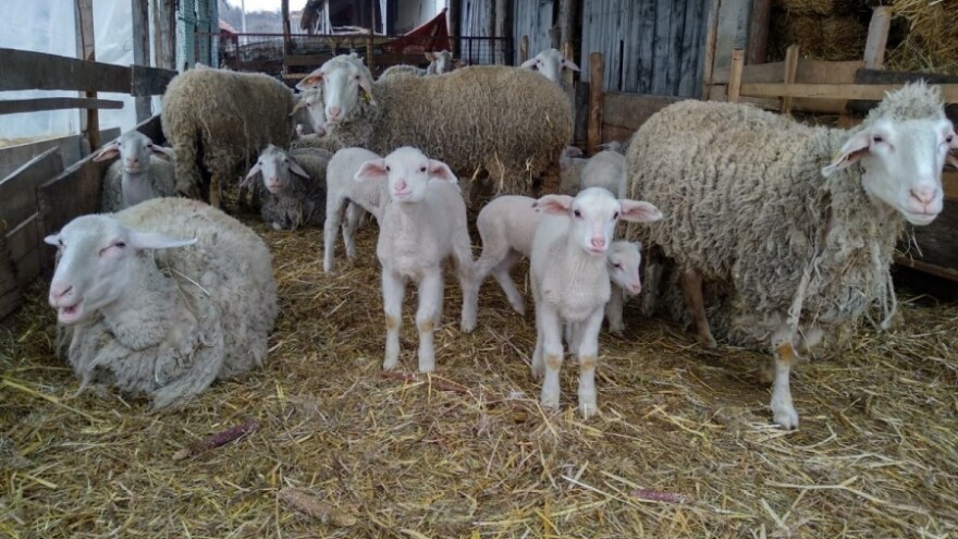 Vakcine za brucelozu nisu nabavljane posljednje dvije godine