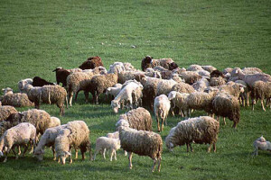 Stižu nova stada ovaca, nestaju mlinice i kovačnice