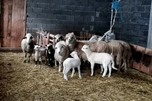 Prednosti i mane gajenja sjeničkih i il de frans ovaca?