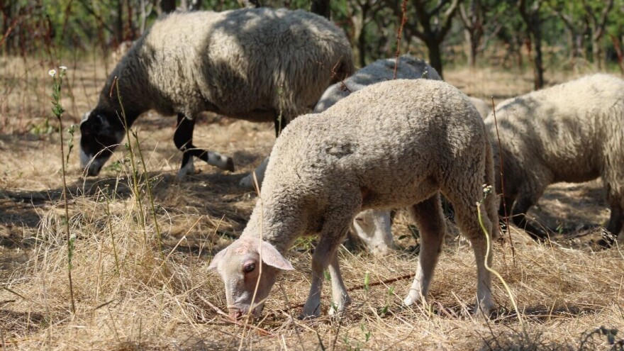 Bolest plavog jezika i u Danskoj, potvrđeni prvi slučajevi nakon 15 godina