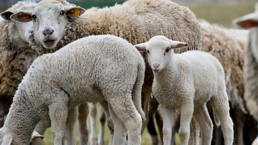 Svugdje oko nas su poljoprivredni potencijali, ovo je priča o zagrebačkim ovcama
