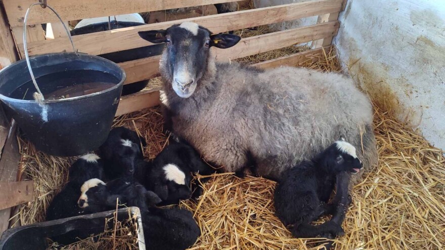 Stigle prinove na farmi u Bogatiću: Šestorka ojagnjila petorke